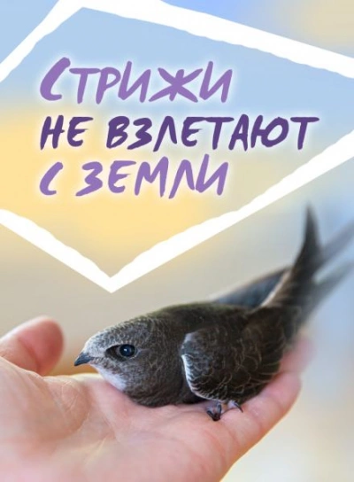Стрижи не взлетают с земли - Сергей Стахеев - <a href=